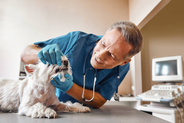 Best Emergency Treatment for Oral Infections in Southmont, PA